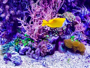 Pesci gialli acquario genova vivicity