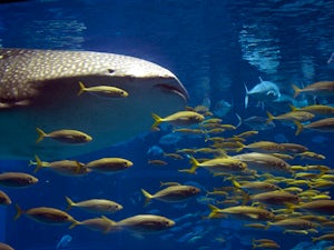 Acquario di Osaka ph Miguel Vicente Martinez Juan