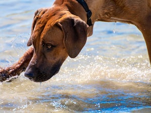 Dog friendly beach Peschiera del Garda