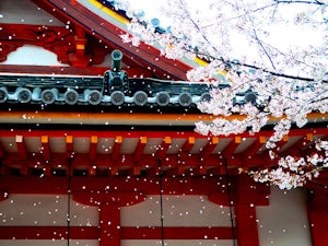 ueno sakura tokyo japan
