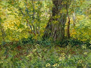 Alberi e sottobosco wikipedia