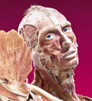 Body world Amsterdam 6