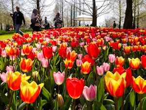 Parco Keukenhof visitatori