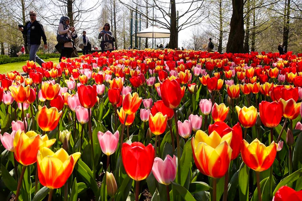 Amsterdam: Offerte e sconti per biglietti salta la coda e tour guidati