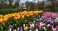 17 Keukenhof tulipani