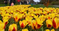23 Keukenhof tulipani