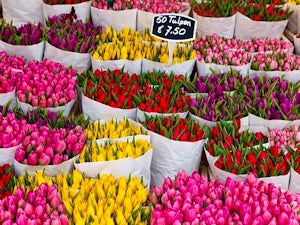 Bloemenmarkt Tulipani