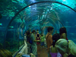Acquario Barcellona Commons Wikipedia
