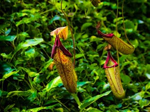 Biosphere Potsdam Stephan Schultz flickr
