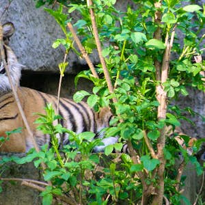 Zoo di Varsavia Wikimedia Commons