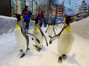 Spettacolo Pinguini latitudenews