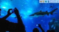 Oceanario Lisbona 11