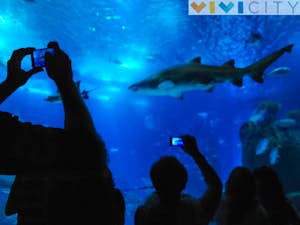 Oceanario Lisbona 11