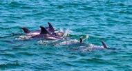 Estuario sado delfiini