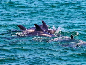 Estuario sado delfiini