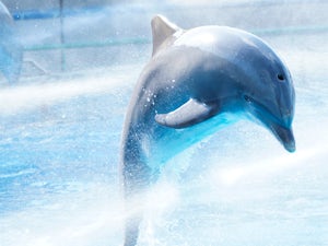 zoo di lisbona delfino