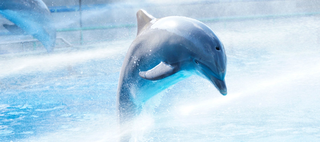 Biglietti salta la coda per lo Zoo di Lisbona