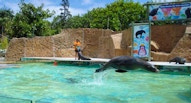 zoo di lisbona spettacolo acquatico