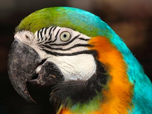 zoo lisbona pappagallo