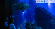 Oceanario Lisbona 24