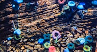 Oceanario Lisbona 25