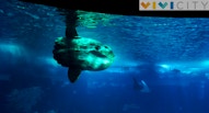 Oceanario Lisbona 30