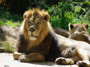 London Zoo pelican flickr