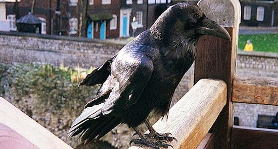 I Corvi della Torre di Londra