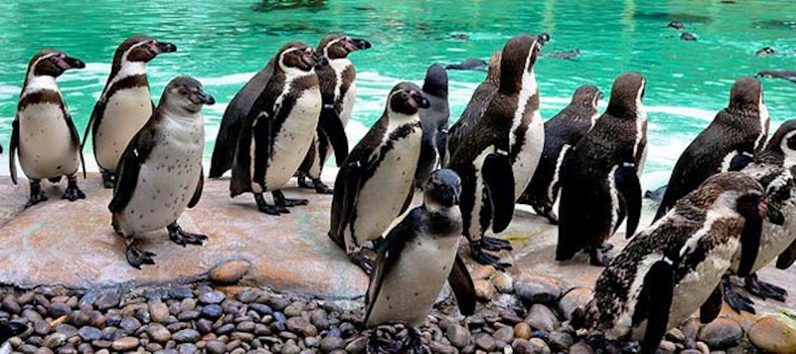 Prenota ora i biglietti per il London Zoo con ingresso prioritario.