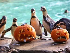 zoo halloween