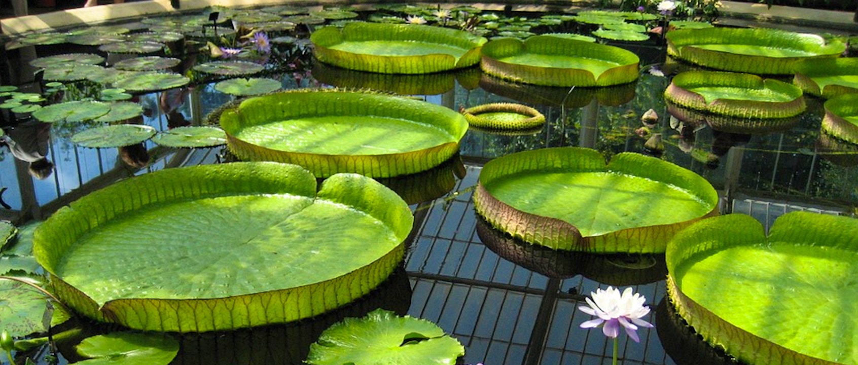 kew gardens