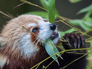 jardin des plantes zoo