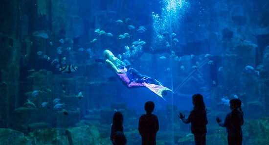 Aquarium de Paris Cinéaqua: L’acquario tropicale di Parigi