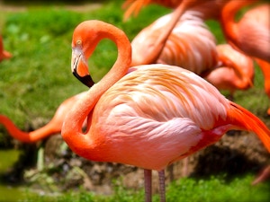 Fenicotteri zoo di Parigi